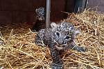 V Safari Parku Dvůr Králové se narodila mláďata levharta perského