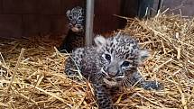 V Safari Parku Dvůr Králové se narodila mláďata levharta perského.
