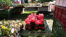 Svět květin v Trutnově opět nabídl stovky různých rostlin