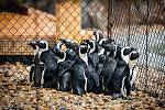Do Safari Parku Dvůr Králové dorazilo ve středu večer 24 tučňáků brýlových.