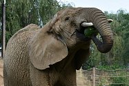 Celého melouna si dopřály dvorské slonice Saly a Umbu při pondělním světovém dni slonů a lvů. Melouny jsou pro slony netradiční pochoutka a kvůli vysoké cukernatosti se s nimi musí hodně šetřit.