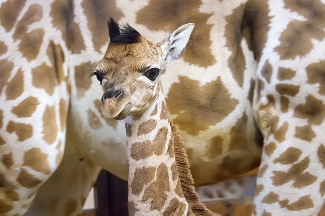 V Safari Parku Dvůr Králové se narodilo 23. prosince mládě žirafy Rothschildovy.