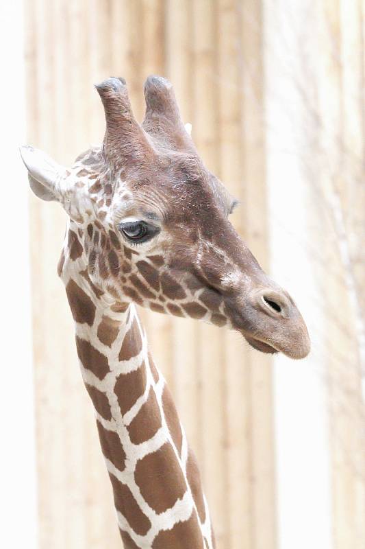 V Safari Parku Dvůr Králové se zabydluje nový samec žirafy síťované.