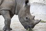 Ve čtvrtek brzy ráno zoologové bezpečně dopravili samici nosorožce bílého jižního do Dvora Králové z francouzské zoo Beauval.
