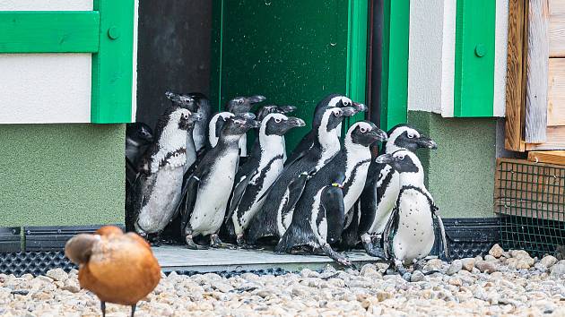 V Safari Parku Dvůr Králové už můžou vidět návštěvníci tučňáky brýlové, nová expozice za 43 milionů korun je největší v Česku a na Slovensku.