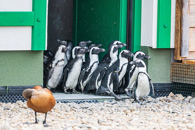 V Safari Parku Dvůr Králové už můžou vidět návštěvníci tučňáky brýlové, nová expozice za 43 milionů korun je největší v Česku a na Slovensku.
