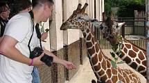 V královédvorské zoologické zahradě se uskutečnil fotografický workshop Fotosafari. Účastníci se pod vedením fotografa Jana Svatoše učili fotografovat zvířata.