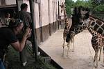 V královédvorské zoologické zahradě se uskutečnil fotografický workshop Fotosafari. Účastníci se pod vedením fotografa Jana Svatoše učili fotografovat zvířata.