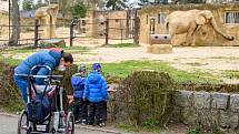 Do Safari Parku Dvůr Králové přišly první den po otevření zoologických zahrad čtyři stovky návštěvníků.