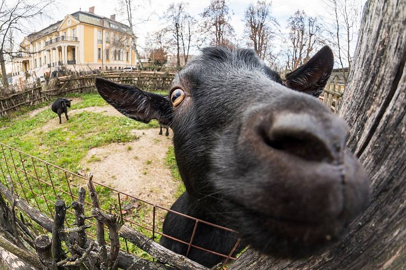 Safari Park Dvůr Králové otevřel brány návštěvníkům 3. prosince. Lidé tam přijeli během víkendu na výlet.