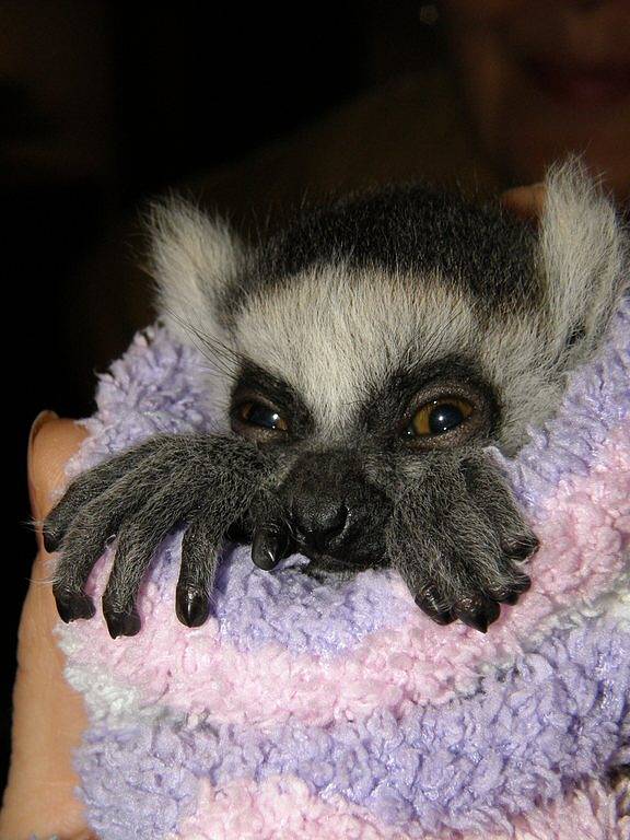 Mládě lemura kata se podařilo zachránit ošetřovatelům zoo Dvůr Králové