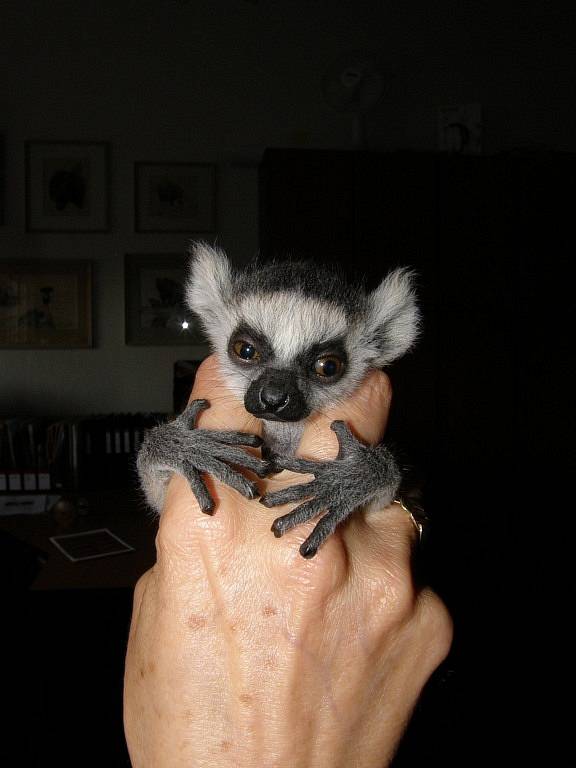 Mládě lemura kata se podařilo zachránit ošetřovatelům zoo Dvůr Králové