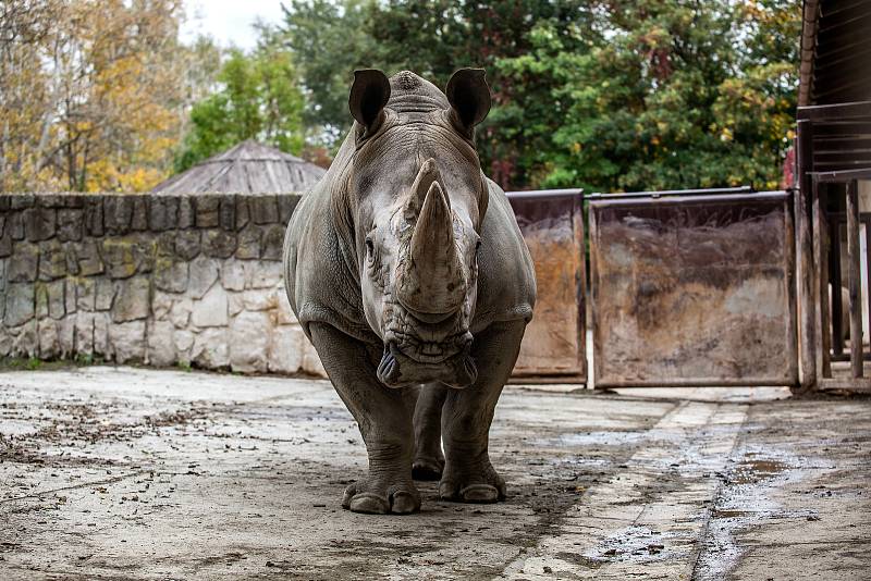 Safari Park Dvůr Králové získal z Německa na posílení chovu nosorožců bílých jižních osmadvacetiletého samce jménem Kusini.