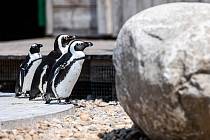 Safari Park Dvůr Králové otevřel v pátek 16. června nový návštěvnický okruh West Cape se zvířaty jihozápadní Afriky.