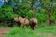 Dva ze vzácných nosorožců černých, kteří byli v červnu 2019 převezeni ze ZOO Dvůr Králové nad Labem do Rwandy.