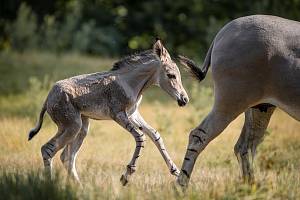 Narodilo se mládě kriticky ohroženého osla somálského. V přírodě jich zbývá méně než v zoologických zahradách