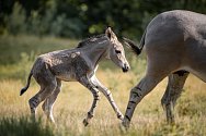 Narodilo se mládě kriticky ohroženého osla somálského. V přírodě jich zbývá méně než v zoologických zahradách