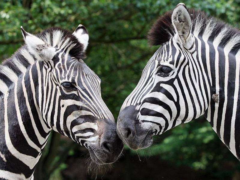 HUBERT A KLAUDIE. Taková jména dostala mláďata servala, která se v Zoologické zahradě Dvůr Králové narodila 9. června. Jejich matka je rekordmankou, odchovala totiž i s nimi již 44 mláďat. Kmotrou se stala populární zpěvačka Bára Basiková.