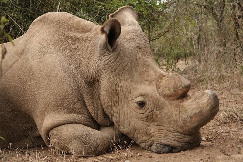 Nosorožec Sudan.