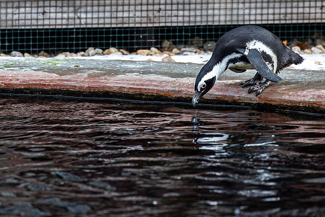 Tučňákům brýlovým v Safari Parku Dvůr Králové zimní období svědčí.