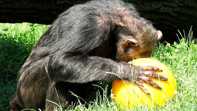 Enrichment v zoo Dvůr králové - šimpanz si hraje s míčem