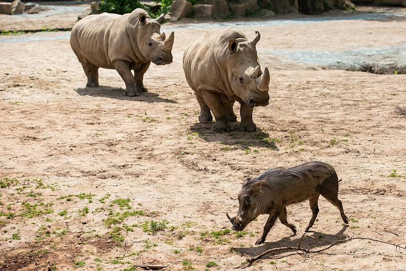 Safaripark Dvůr Králové nad Labem? Zoo v sezoně láká hlavně na nový výběh pro gepardy a nové pavilony.