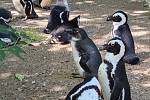 Chovatelé ptáků tráví poslední dny v Nizozemsku, kde se ve dvou zoologických zahradách seznamují s tučňáky brýlovými, kteří zanedlouho zamíří do Dvora Králové.