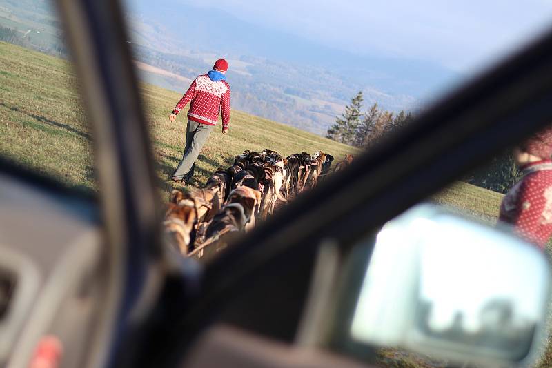 Musher Jiří Vondrák trénuje se svojí psí smečkou.