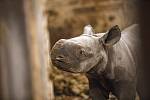 Po takřka čtyřech letech se narodil v Safari Parku Dvůr Králové nosorožec dvourohý východní. Dostal jméno Kyjev.