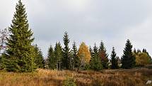 Krkonošský národní park připravuje na svém území jedenáct nových tokanišť pro tetřívka obecného.