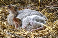 V zoo Dvůr Králové se vylíhla dvě mláďata vzácného hadilova.