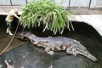 Jeden z největších krokodýlů v Evropě Kraken měří 515 centimetrů a váží nejméně 380 kilogramů. V létě opustí Dvůr Králové.