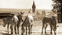 Královédvorské safari panorama (okolo roku 1972). Výběh se zebrami Grévyho v pěší části safari. Ve své době byl tento pohled oblíbený pro fotografování panoramatu safari a Dvora Králové.