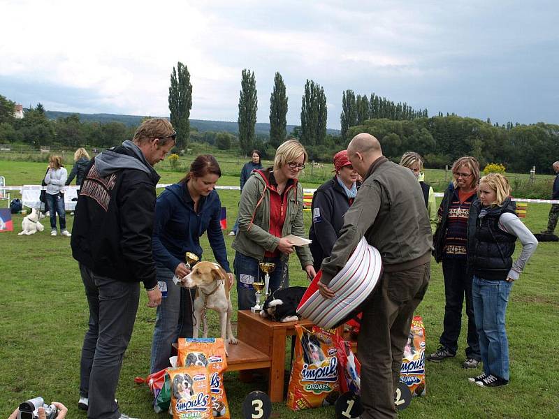 Podzvičinský Voříšek 2010 na Novém světě, Dvůr Králové