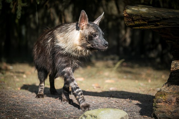 Zoo chová všechny existující hyeny a hyenky. Nyní přibyly hyeny čabrakové
