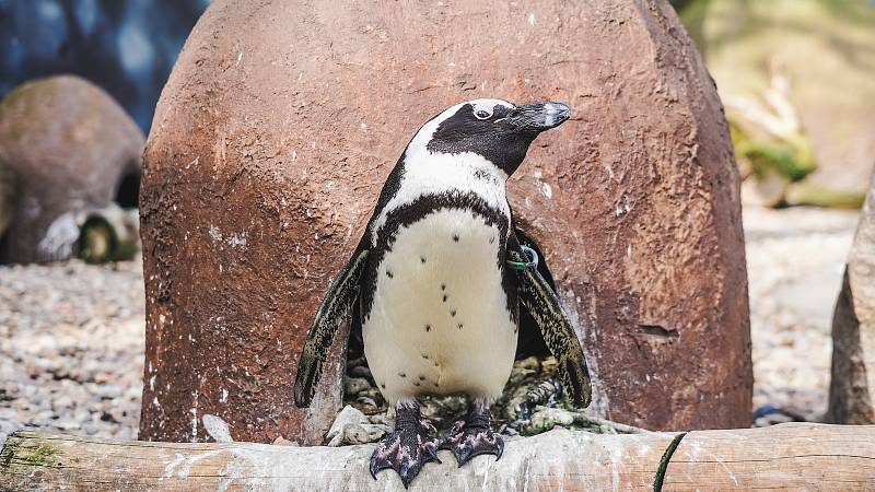 Tučňák brýlový v ZOO Wroclaw.