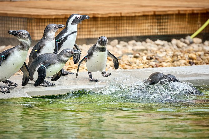 I během zimy se můžou návštěvníci Safari Parku Dvůr Králové podívat do průchozího výběhu tučňáků brýlových.