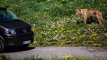 Safari Park zoo Dvůr Králové nad Labem vítá návštěvníky.