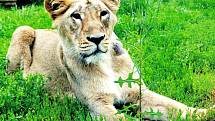 KRITICKY OHROŽENÍ LVI. Zoologická zahrada získala dvě samice lva indického, který patří mezi druhy ohrožené vyhynutím. 