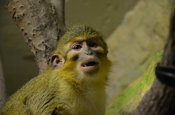 Sváteční atmosféru, netradiční dekorace a snížené vstupné nabízí ve Dvoře Králové nad Labem oblíbená Vánoční zoo.