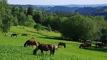 Farma Hucul slavila čtyřicetiny. Křtila nová hříbata.