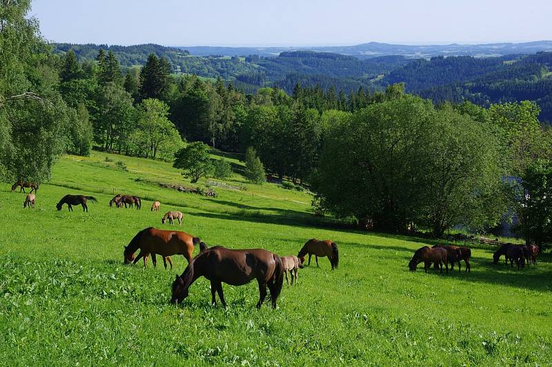 Farma Hucul slavila čtyřicetiny. Křtila nová hříbata.