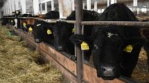 Rodinná farma Basařovi v Prosečném chová přes 200 kusů hovězího dobytka, převážně plemene Aberdeen Angus.