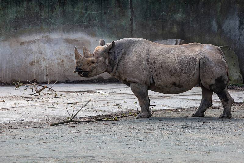 Safari par ve Dvoře Králové se slavnostně rozloučil s nosorožci, kteří budou v červnu převezeni do Afriky.