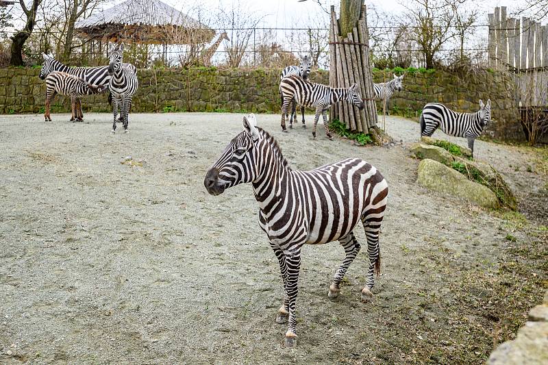 Do Safari Parku Dvůr Králové přišly první den po otevření zoologických zahrad čtyři stovky návštěvníků.