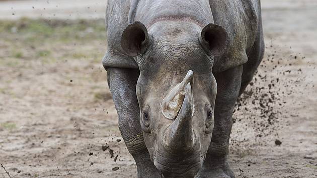 Zoologové Safari Parku Dvůr Králové museli přistoupit k uspání samice nosorožce dvourohého Jessi.