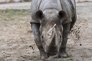 Zoologové Safari Parku Dvůr Králové museli přistoupit k uspání samice nosorožce dvourohého Jessi.