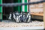 V Safari Parku Dvůr Králové už návštěvníci mohou vidět tučňáky brýlové. Nová expozice za 43 milionů korun je největší v Česku a na Slovensku