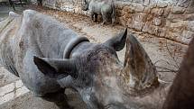 Dvorský Safari park chystá přesun pěti nosorožců z Evropy do Afriky.
