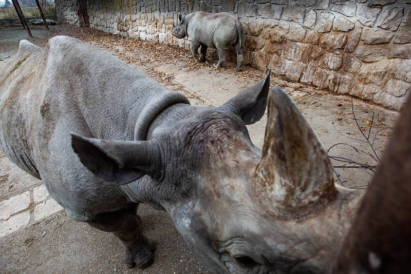 Dvorský Safari park chystá přesun pěti nosorožců z Evropy do Afriky.